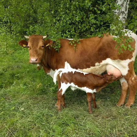 Puzman Farm Glamping *