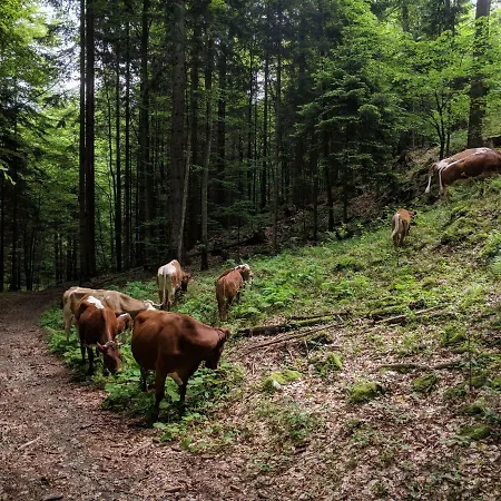 Puzman Farm Glamping Farmház