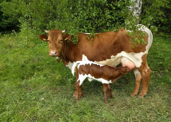 Puzman Farm Glamping *